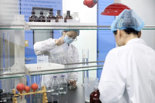 山東人的菊苣百億電力夢 一株小植物如何點亮科研與經(jīng)濟(jì)的未來